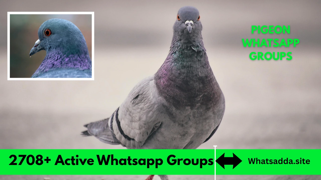 2708+Active Pigeon Whatsapp Group Link India 2026